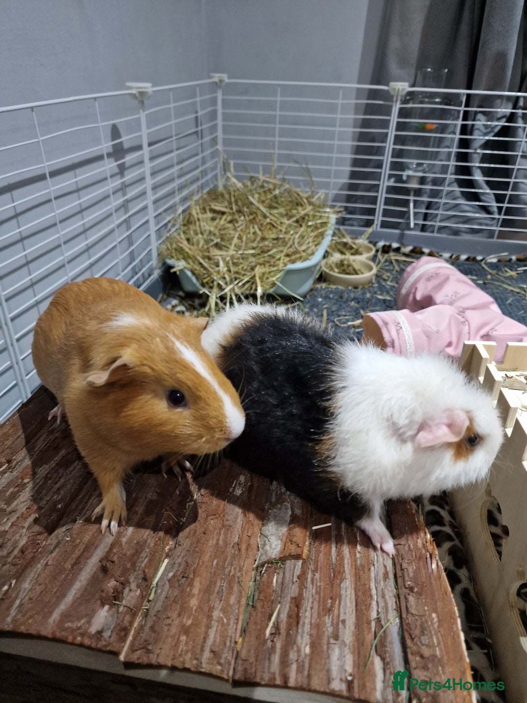 Guinea Pig rodents for sale: 2 friendly female guinea pigs with kavee full cage - Advert 2