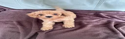Toy Poodle dogs for sale: 5 Adorable Toy Poodle Puppies - Advert 8