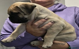 Bullmastiff dogs for sale: Bullmastiff Puppies  - Image 20