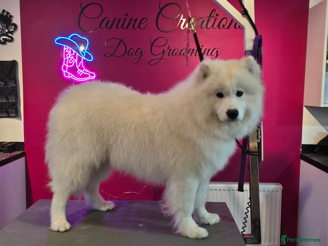 Samoyed dogs for sale: 9 month old Samoyed looking for a new home. - Advert 2
