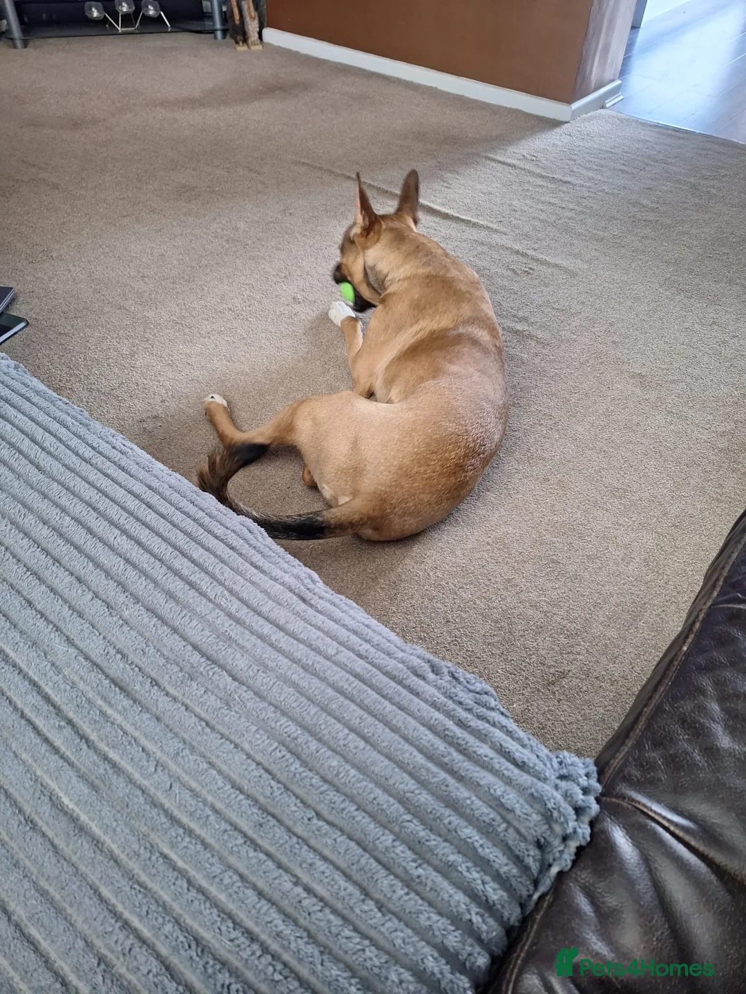 Mixed Breed dogs for sale: Ralph  - Advert 3