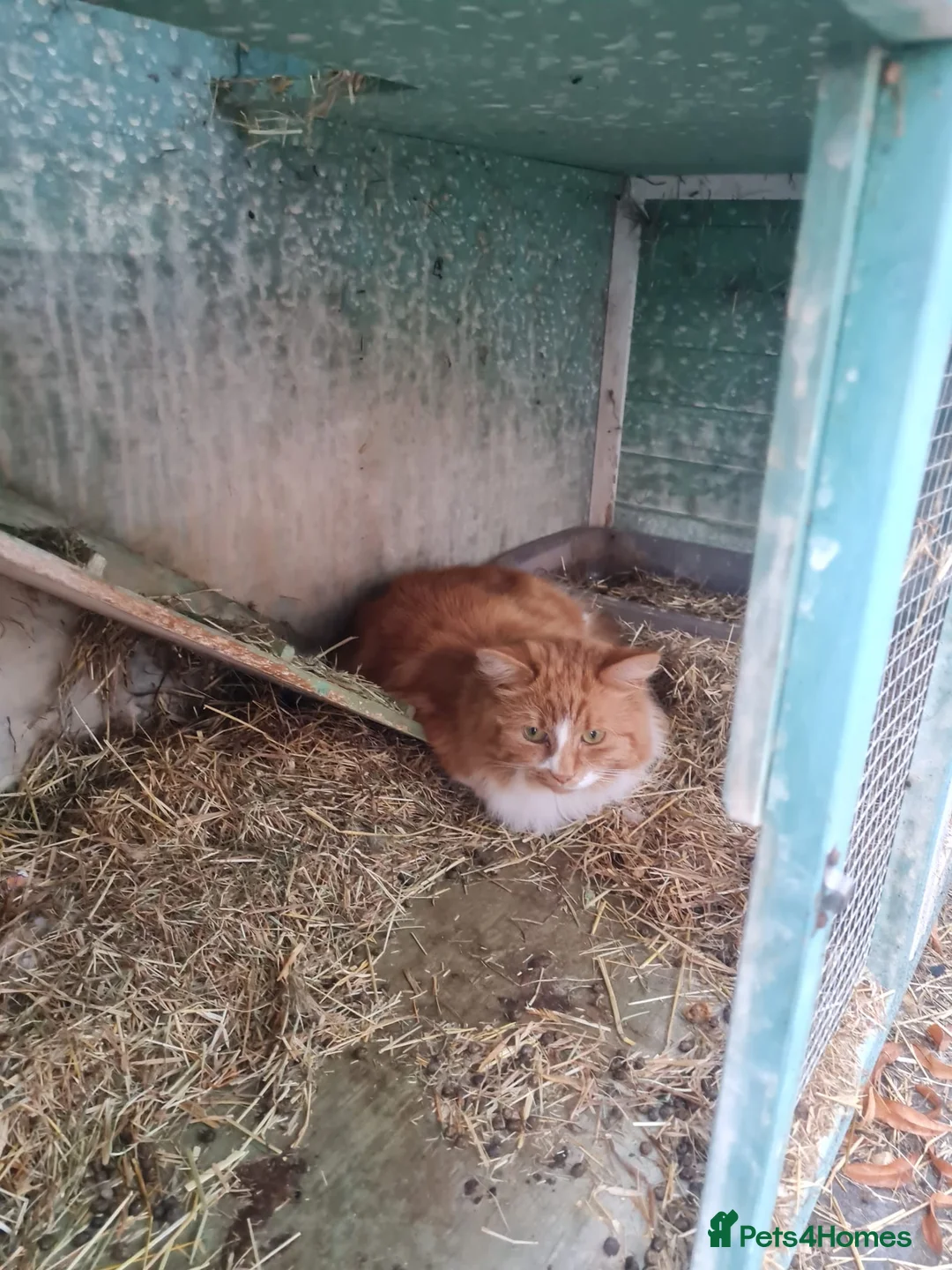 Ragdoll cats for sale: 2 female half ragdoll kittens  - Advert 4