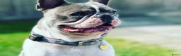 French Bulldog dogs for stud: Chunk Bright & Bubbly! in Leeds - Advert 2