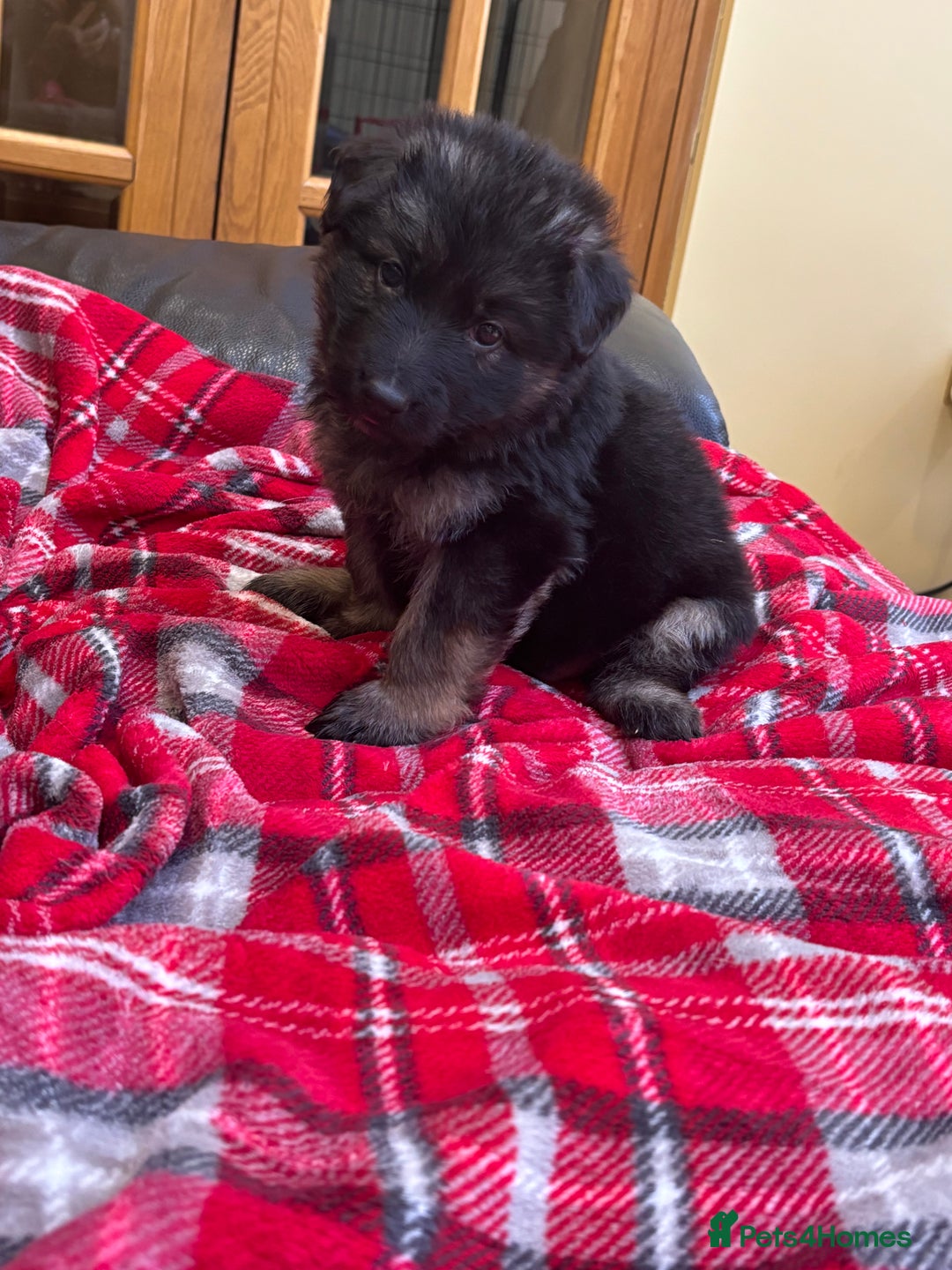 German Shepherd dogs for sale: Be my  **   - Advert 5