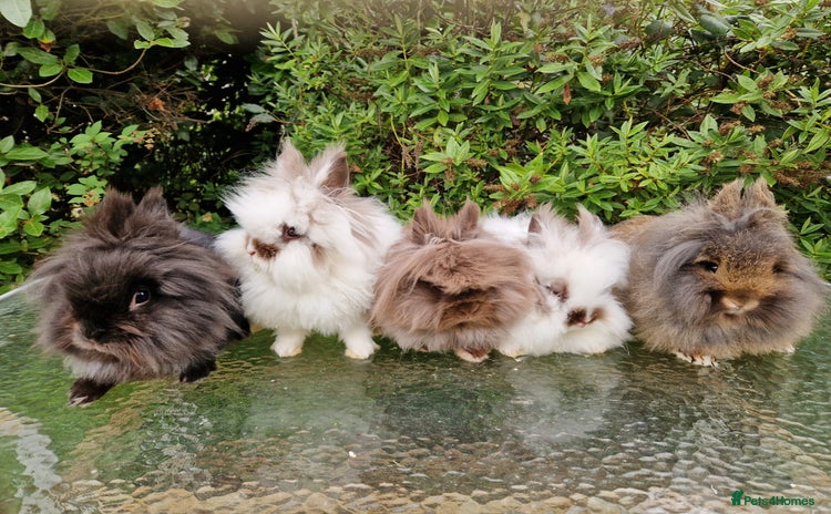 Lionhead rabbits - Advert 16