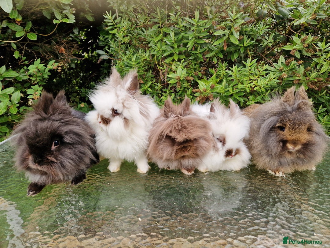 Lionhead rabbits for sale: Purebred Lionhead Rabbits  - Image 1