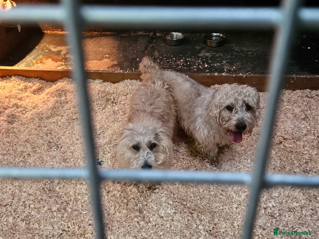 Glen of Imaal Terrier dogs for sale: Maximum dog in minimum frame! - Advert 4