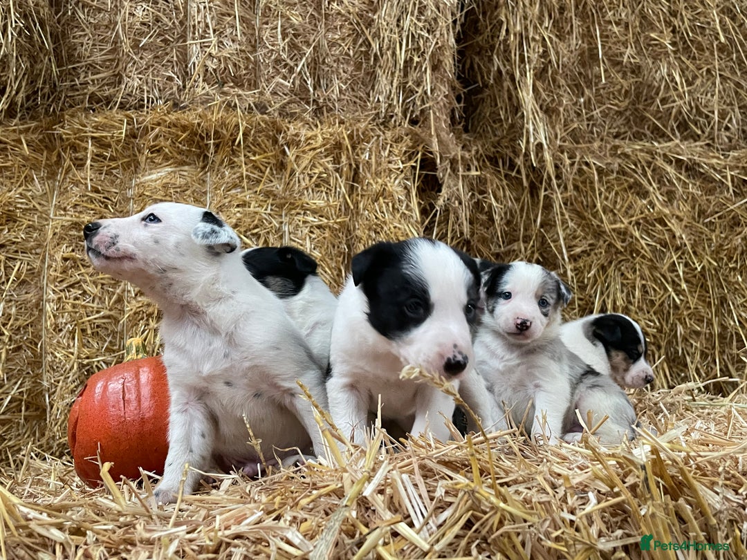 Border Collie dogs for sale: Beautiful cheeky border collies for sale - Image 17