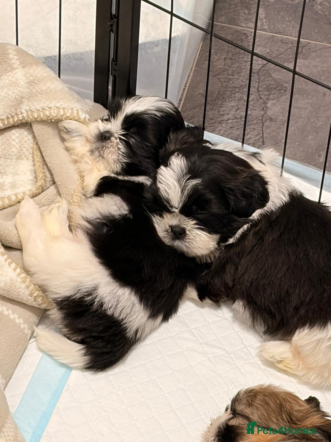 Shih Tzu dogs for sale: Shih Tzu puppies - Advert 1