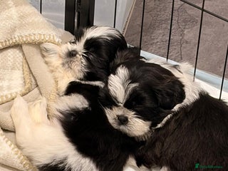 Shih Tzu dogs Shih Tzu puppies - Advert 2