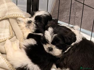 Shih Tzu dogs Shih Tzu puppies - Advert 6