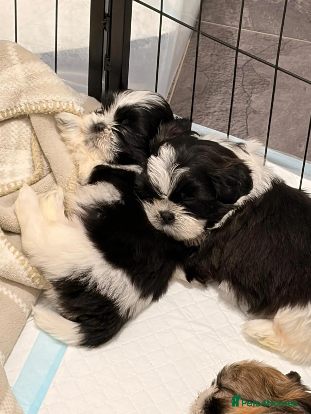 Shih Tzu dogs for sale:  Shih Tzu puppy  - Advert 7
