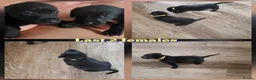 Labrador Retriever dogs for sale: 12 beautiful labrador puppies  - Advert 16