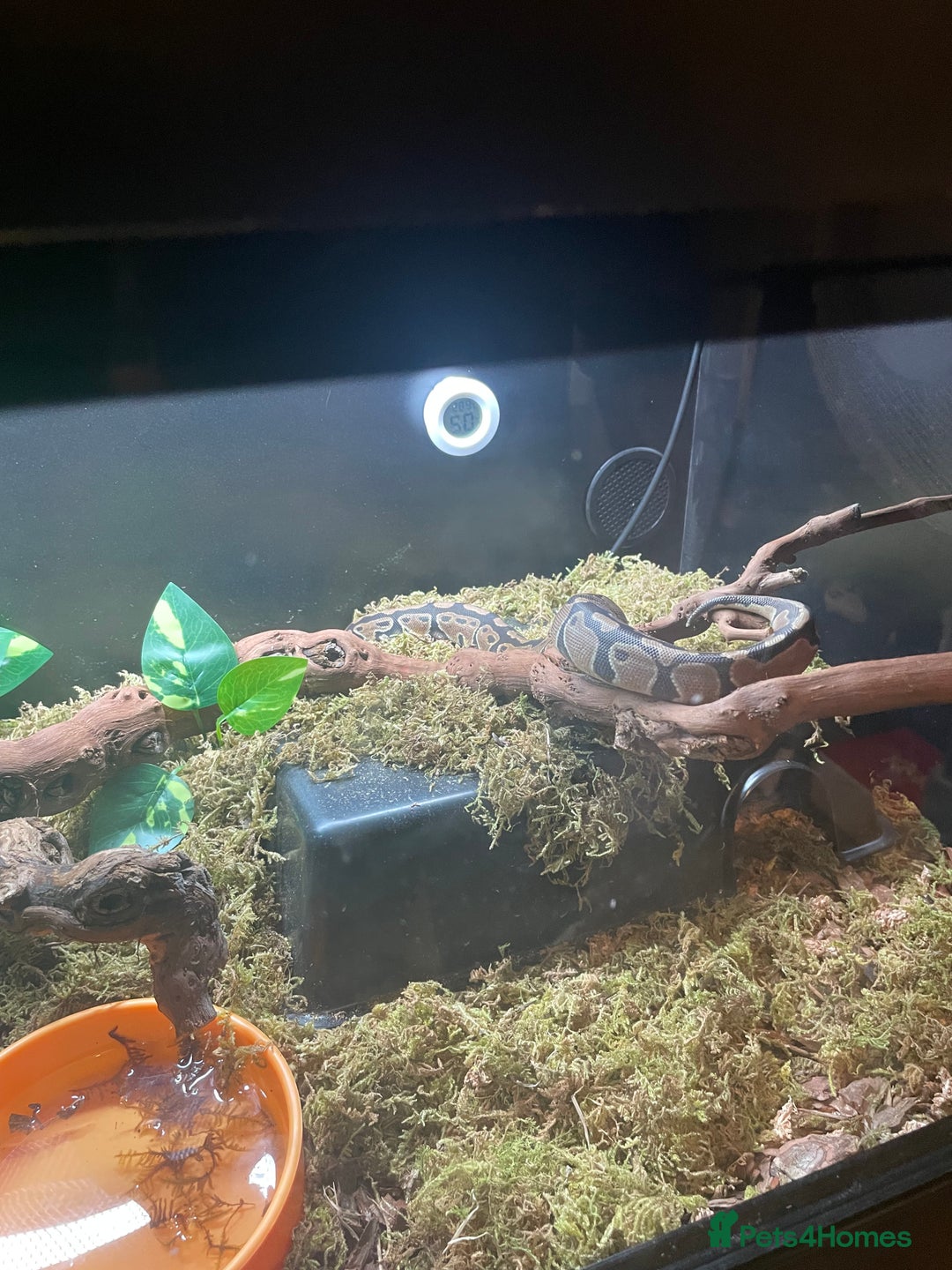 Snake reptiles for sale: Baby Royal (Ball) Python with all accessories  - Image 3