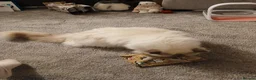 Ragdoll cats for sale: Beautiful Lilac Colourpoint Female  in Burton-on-Trent - Advert 9