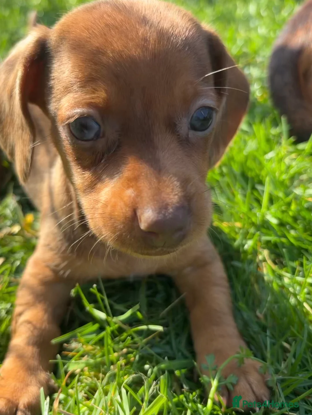 Dachshund dogs for sale: Gorgeous Dachshund Puppies! - Advert 2