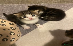 Mixed Breed cats for sale: 5 kittens for sale  - Image 4