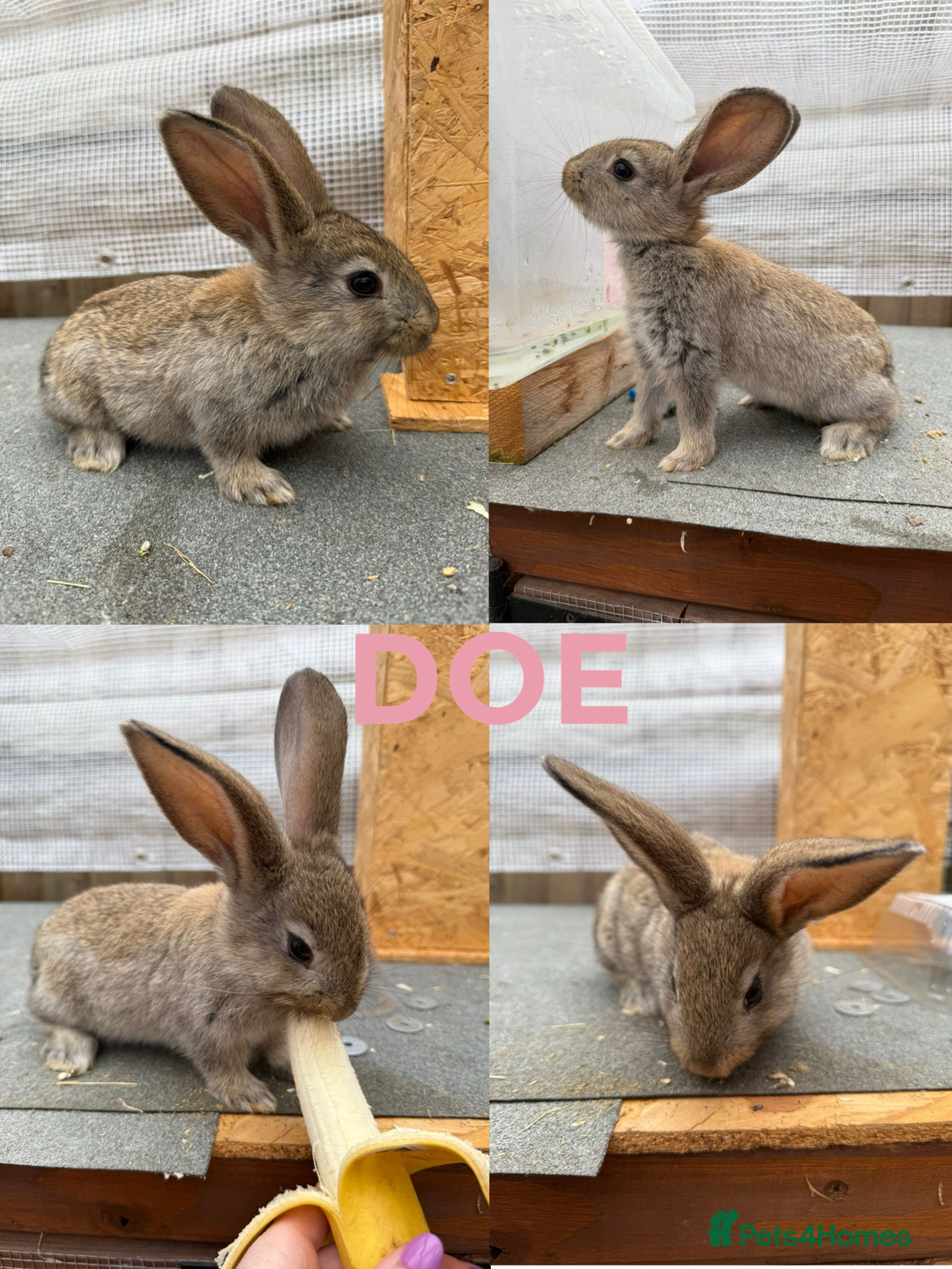 Continental Giant rabbits for sale: Continental giant x New Zealand white - Image 8