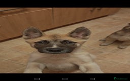 Akita dogs for sale: Akita puppy's ready now - Image 4