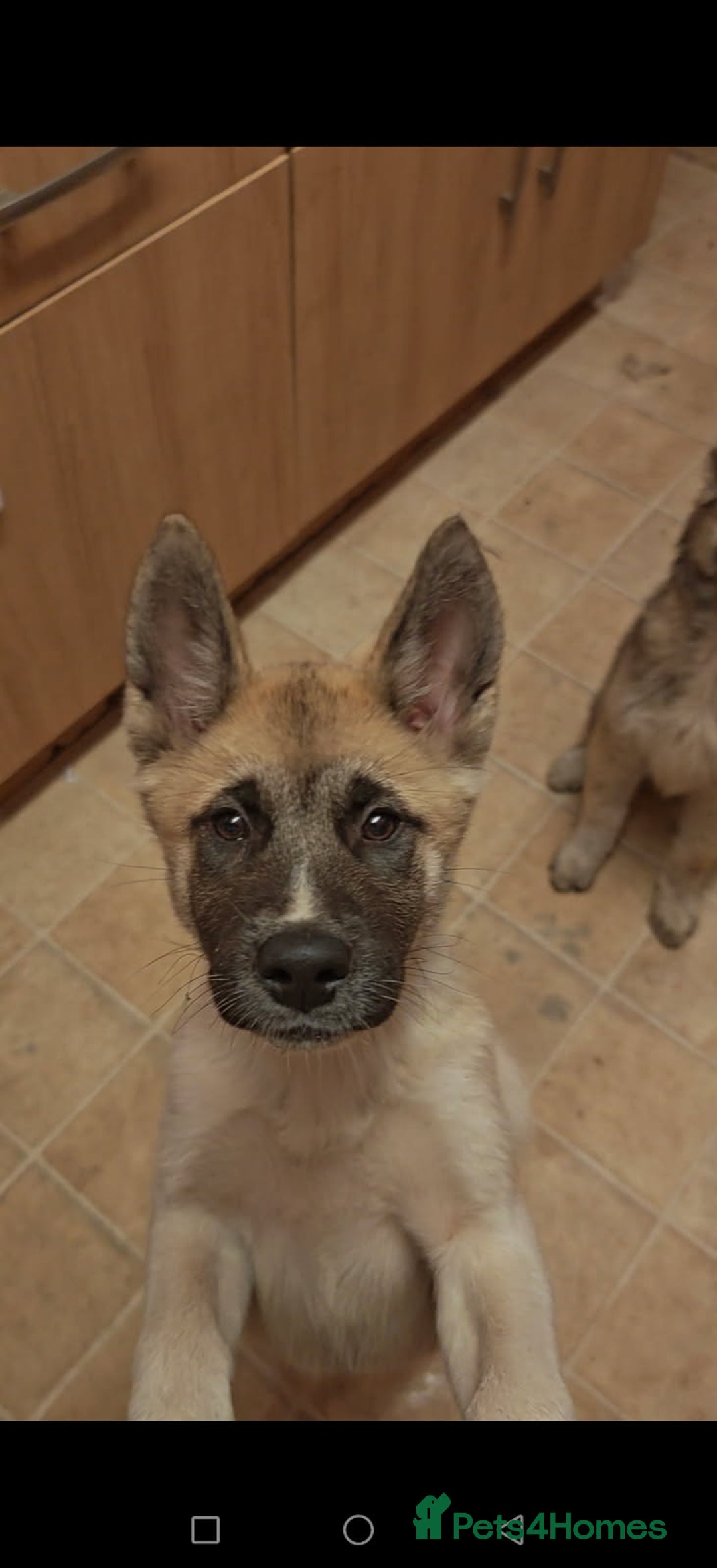 Akita dogs for sale: Akita puppy's ready now - Image 4