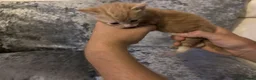 Mixed Breed cats for sale: Beautiful playfull kittens  in Nottingham - Advert 18