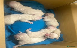 Golden Retriever dogs for sale: Golden retriever puppies - Advert 2