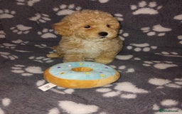 Maltipoo dogs for sale:  Maltipoo puppies  mix litter - Image 22