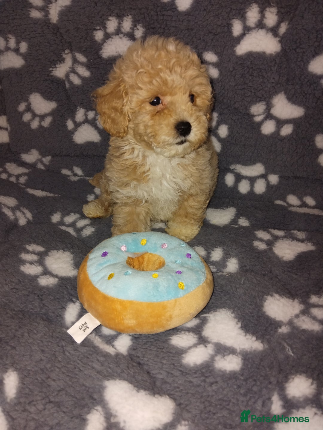 Maltipoo dogs for sale:  Maltipoo puppies  mix litter - Image 22