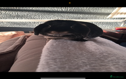 Mini Lop rabbits for sale: 1 MINI LOP MALE/ 1 CROSS FEMALE/ NEUTURED - Image 3