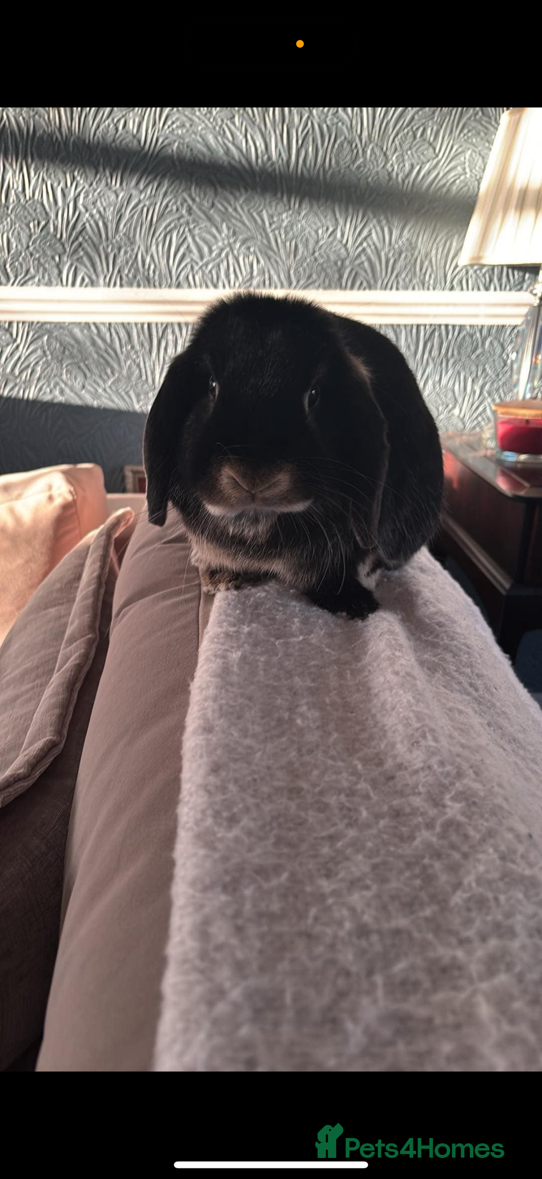 Mini Lop rabbits for sale: 1 MINI LOP MALE/ 1 CROSS FEMALE/ NEUTURED - Image 3