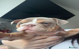 English Bulldog dogs for sale: Female English bulldog  - Image 2