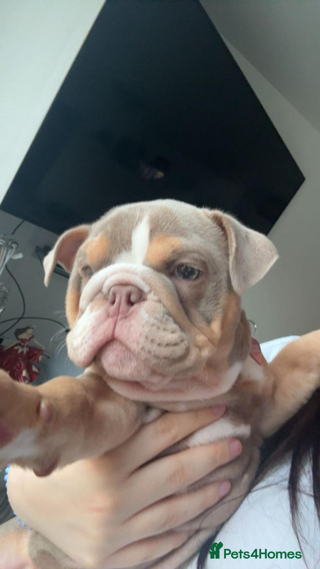 English Bulldog dogs for sale: Female English bulldog  - Image 2