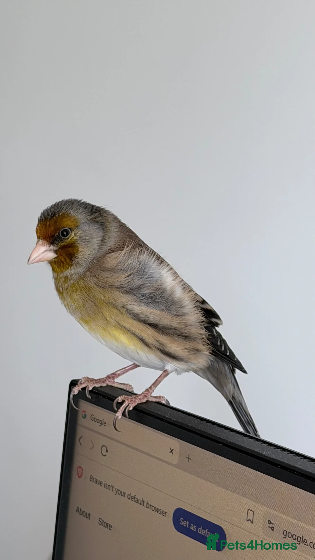 Finches birds for sale: Switty Singing Goldfinch Cock Mule - Advert 2