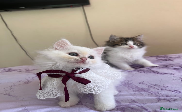 Turkish Angora cats - Advert 2