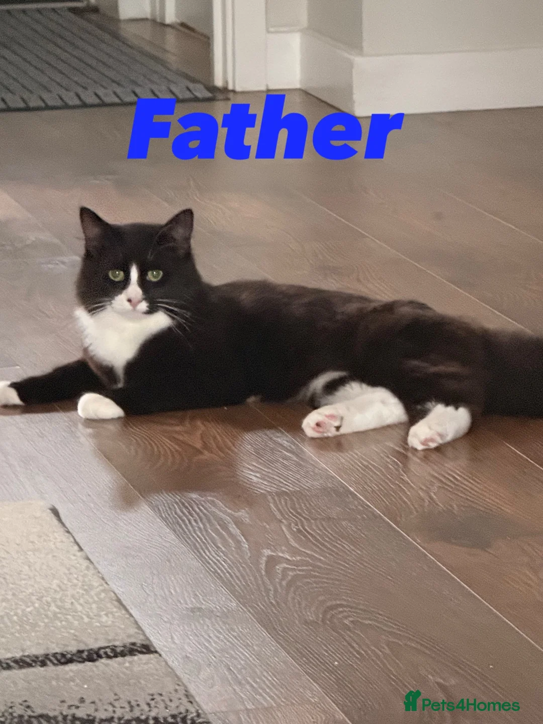 Norwegian Forest Cat cats for sale: Norwegian Forest Kittens - Advert 1