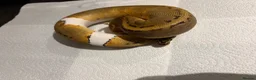 Python Snake reptiles for sale: Royal pythons/children’s pythons  - Advert 2