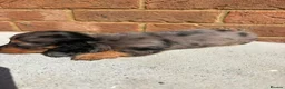 Miniature Dachshund dogs for sale: Champion bloodline miniature long haired dachshund - Advert 25