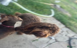 Cockapoo dogs for stud: 🍪 COOKIE. FOR STUD  - Advert 7