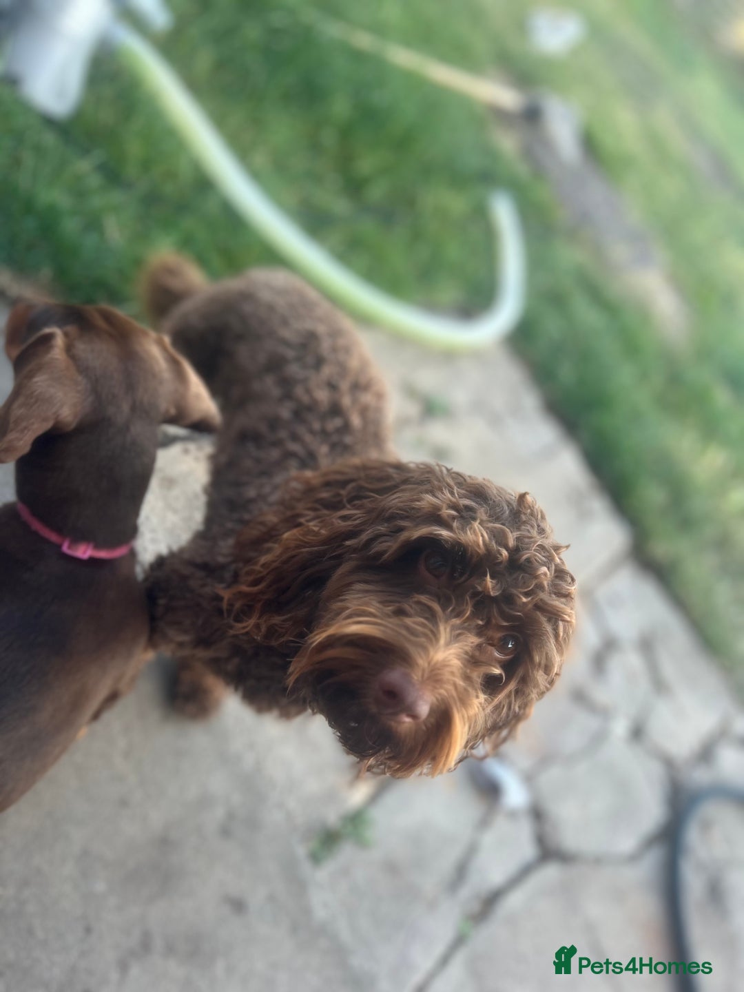 Cockapoo dogs for stud: 🍪 COOKIE. FOR STUD  - Advert 7