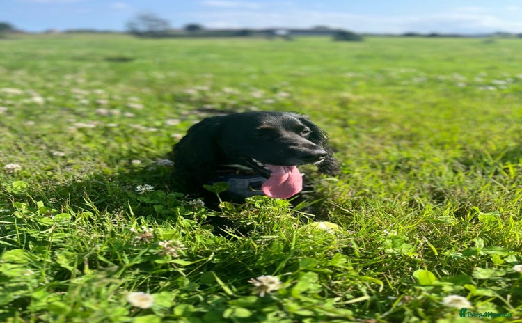 Sprocker dogs - Advert 2