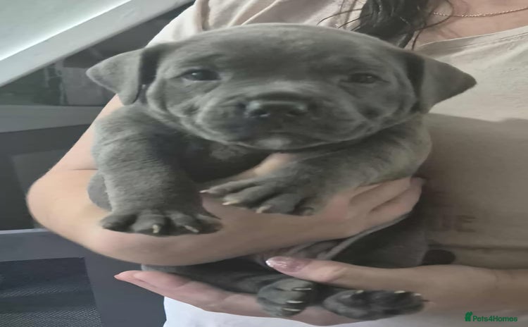 Staffordshire Bull Terrier dogs - Advert 1