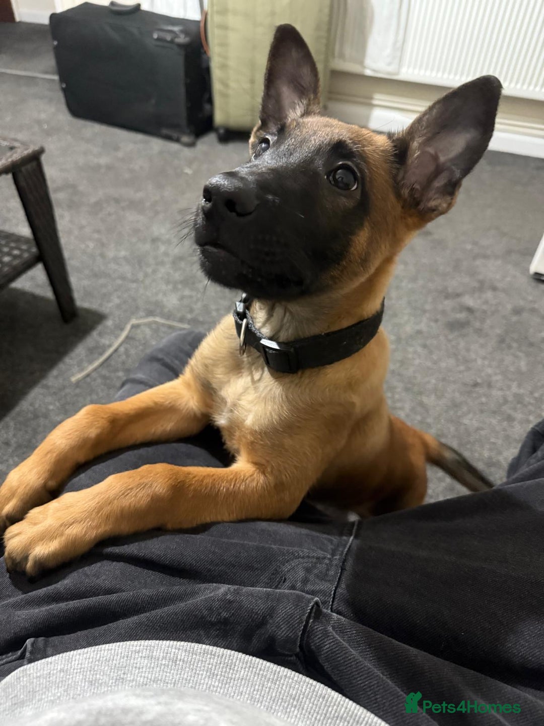 Belgian Shepherd Dog dogs for sale: Zalem! - Image 2