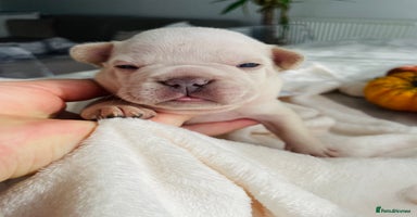 French Bulldog dogs - Advert 9
