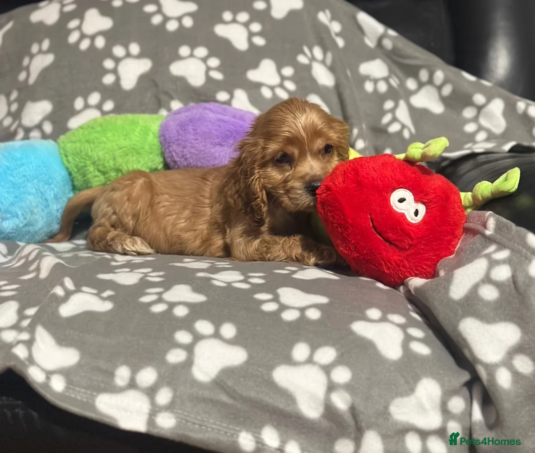 Cocker Spaniel dogs for sale: 🌟STUNNING SHOW COCKER SPANIEL🌟1 Girl  left  - Advert 2