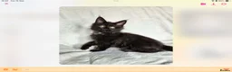Maine Coon cats for sale: Tica Reg Maine Coons - Advert 12