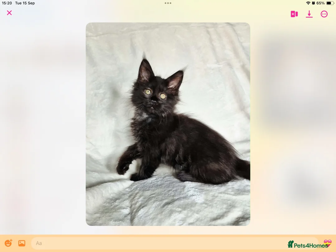 Maine Coon cats for sale: Tica Reg Maine Coons - Advert 12