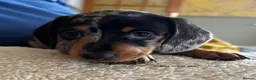 Miniature Dachshund dogs for sale: Gorgeous Litter of Miniature Dachshund Puppies - Advert 17