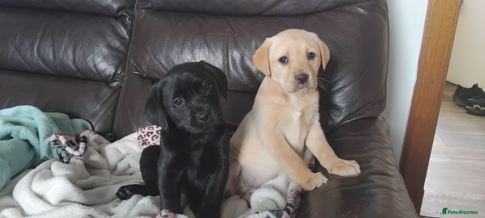 Labrador Retriever dogs Gorgeous Labrador KC Registered  - Advert 1