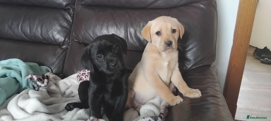 Labrador Retriever dogs for sale: Gorgeous Labrador KC Registered  - Advert 1
