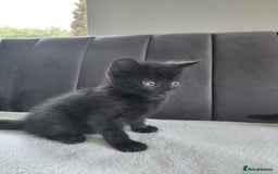 Mixed Breed cats for sale: Gorgeous Kittens for sale - Image 4